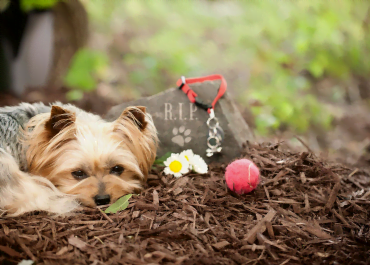 Cinco Ideas para Honrar a tu Mascota después de Su Pérdida: ¿Qué Hacer con Sus Cenizas?