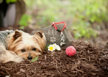 Qué hacer cuando muere tu mascota