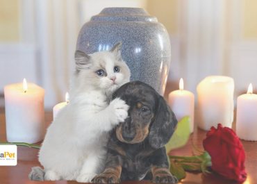 Valores de Cremación de Mascotas en Chile: Guía Completa