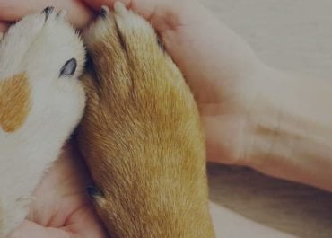 Beneficios de Cremar a tu mascota