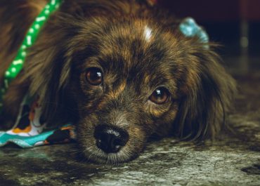 Despidiendo a Nuestros Fieles Compañeros: Funeraria de Mascotas en Chile, un Adiós con Amor y Respeto