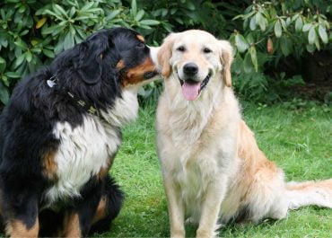 Los secretos mejor guardados para proteger a tu perro: descubre la importancia de las vacunas