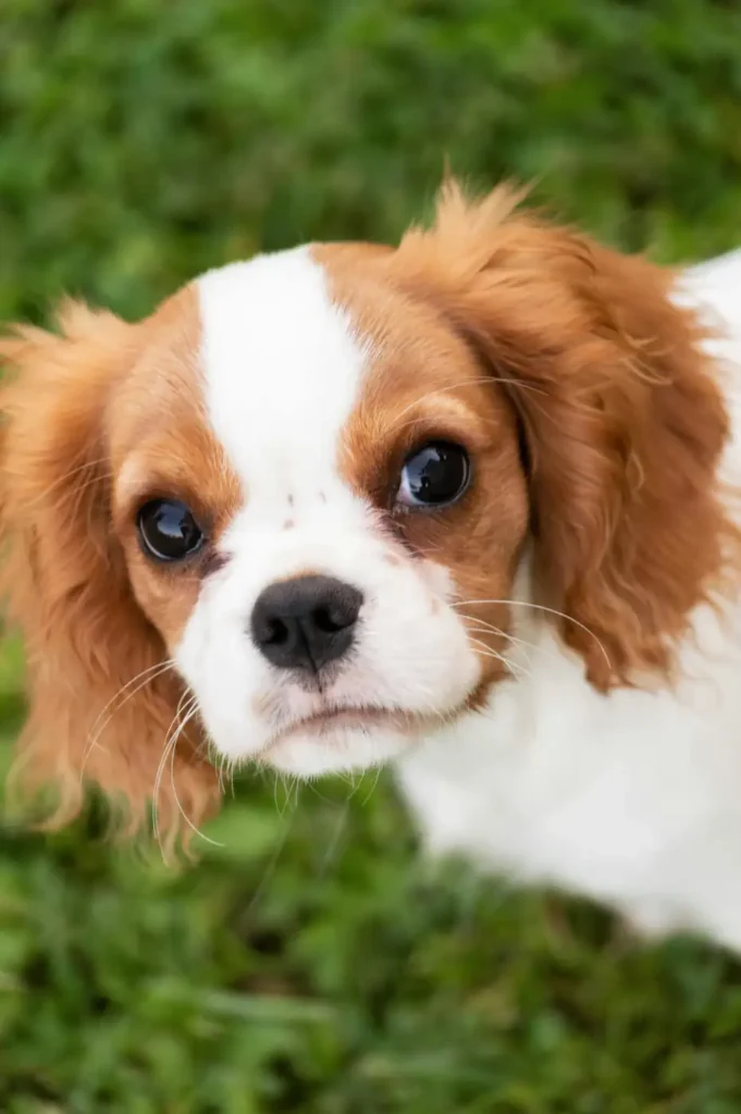 Cachorros de compañia