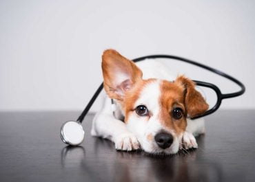 Cómo Enfrentar la Pérdida: Consejos para Superar la Muerte de un Perro en Casa