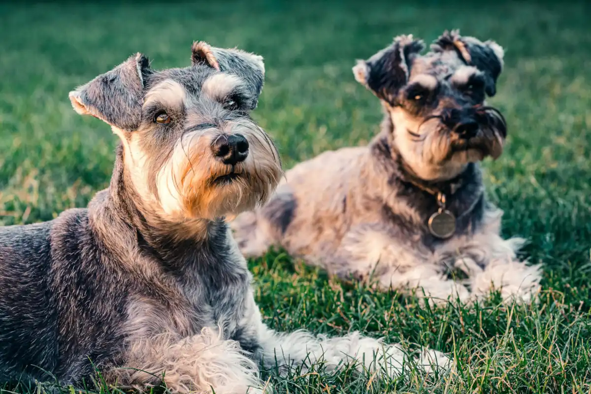 Los secretos mejor guardados para proteger a tu perro: descubre la importancia de las vacunas