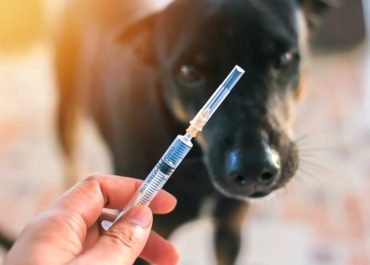 Cómo Cuidar a un Cachorro sin Vacunas: Los Secretos de los Expertos