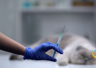 Cómo Afrontar el proceso de Eutanasia en Perros y Gatos: Lo Que Necesitas Saber