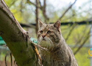 Descubre al Pequeño Cazador del Cuatro Continentes: el Gato Montés