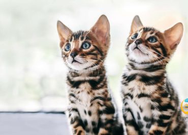 ¡Descubre tu gato perfecto! Las mejores razas de gatos para tu hogar
