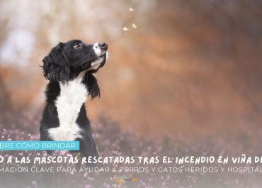 Descubre cómo brindar apoyo a las mascotas rescatadas tras el incendio en Viña del Mar: información clave para ayudar a perros y gatos heridos y hospitalizados