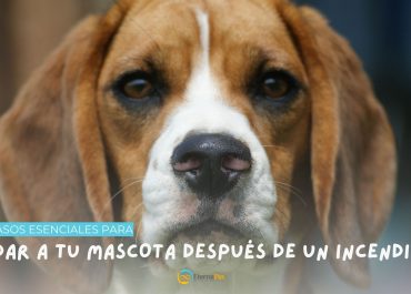 Tres pasos esenciales para cuidar a tu mascota después de un incendio