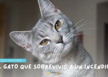 Terror y valentía felina: La increíble historia del gato que sobrevivió a un incendio