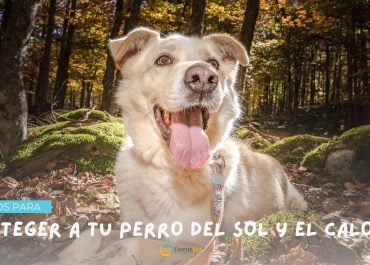 ¡Prepárate para el verano con estos consejos para proteger a tu perro del sol y el calor!