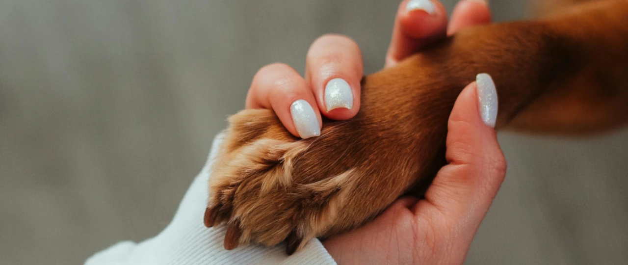 Valores de la Eutanasia de Mascotas: Una Decisión Compasiva