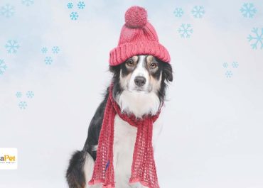 Cuidados de los Perritos Durante el Invierno