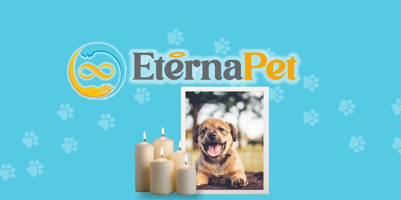 Cómo organizar una despedida simbólica para tu mascota