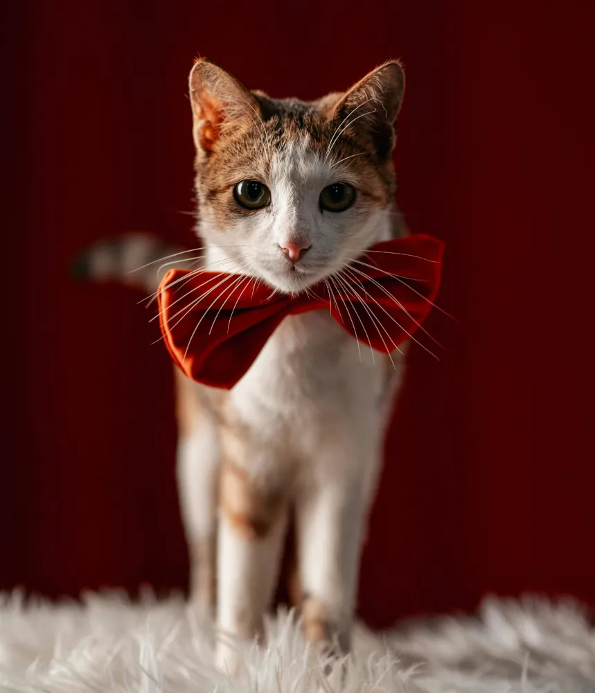 Gato con una humita en el cuello
