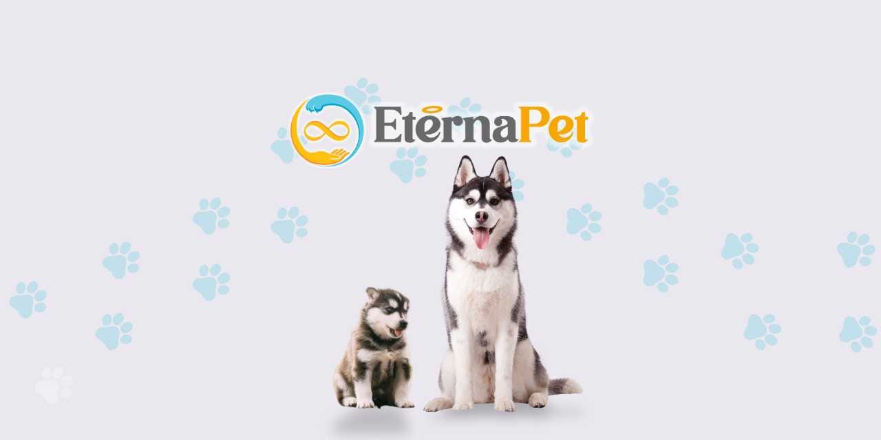 Consejos para el cuidado de mascotas en la tercera edad. Cómo mejorar su calidad de vida y bienestar.