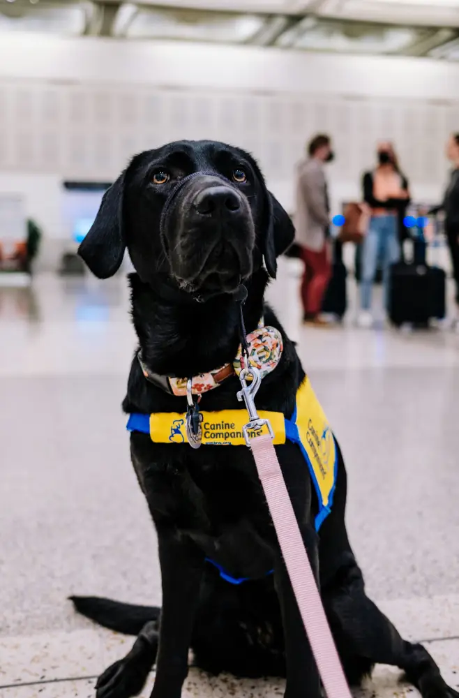 Animal de soporte emocional -Aeropuerto Santiago