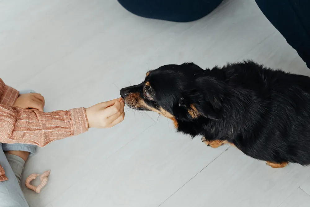 alimentando a mascota