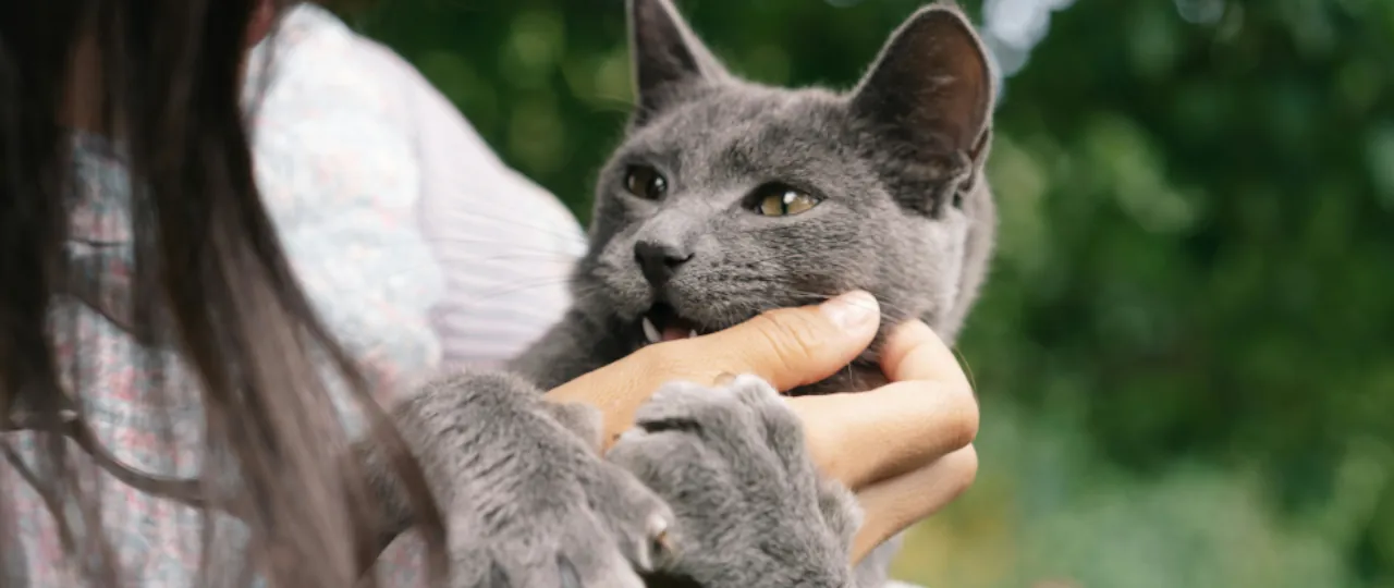 Mujer toma en brazos a su gato gris