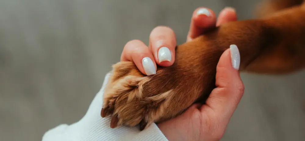 Familia multiespecie tomados de la  mano