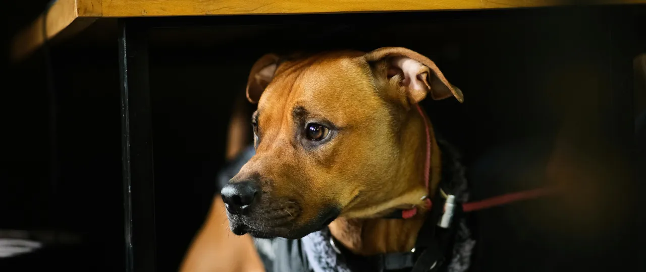 Perro debajo de la mesa asustado.