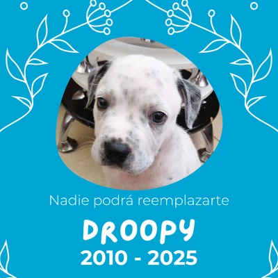 Homenaje a Droopy - Crematorio de  Mascotas EternaPet