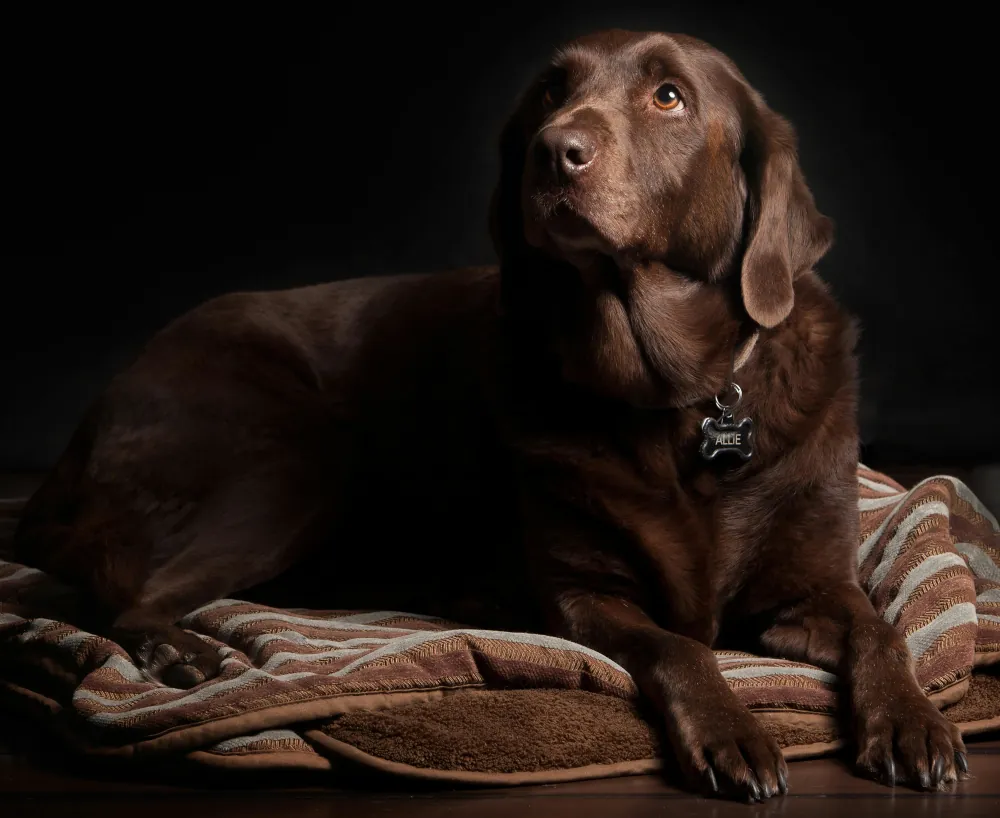 Perrito con mirada triste