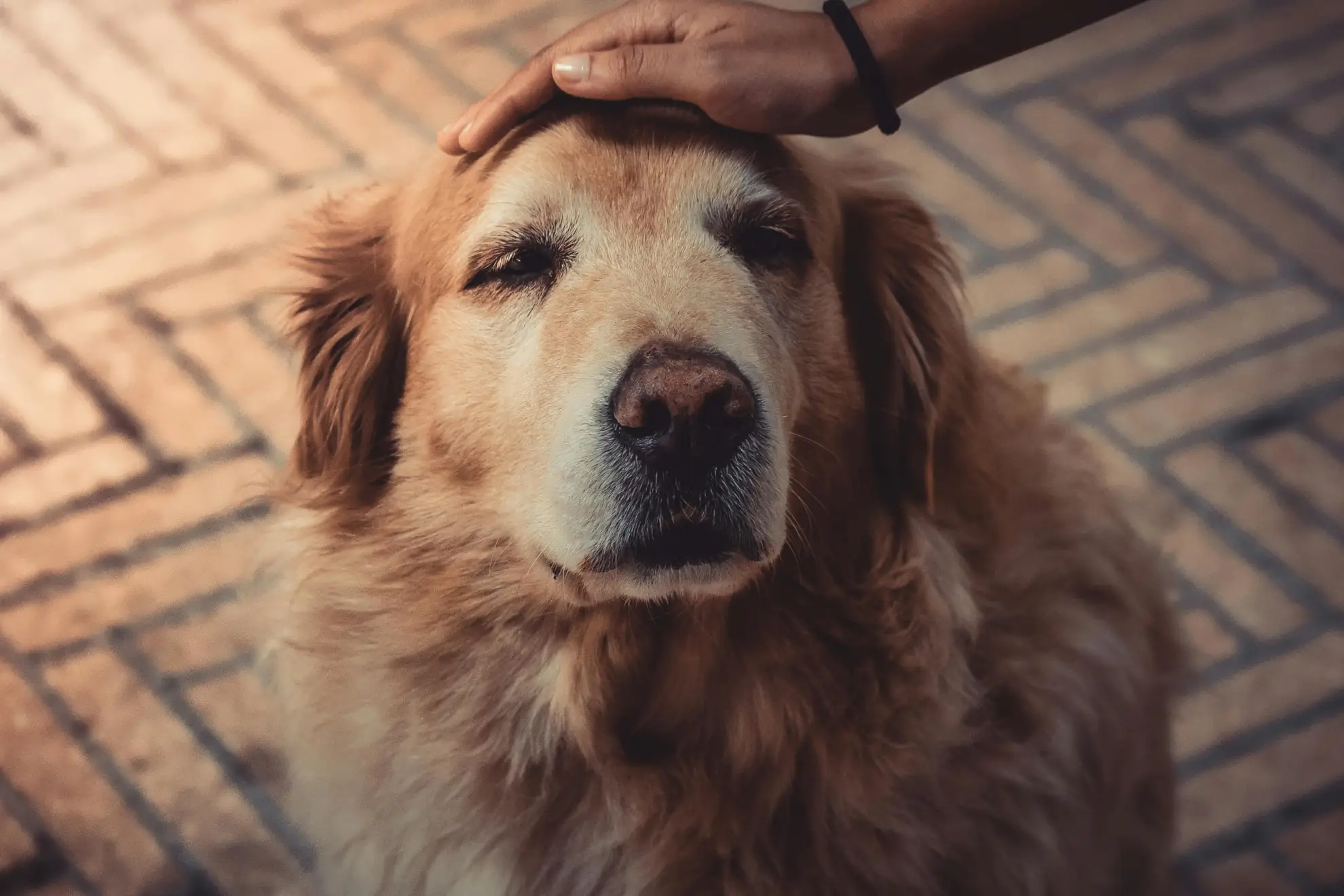 La Guía Definitiva: ¿Cómo saber que las cenizas que recibo son realmente las de mi mascota?